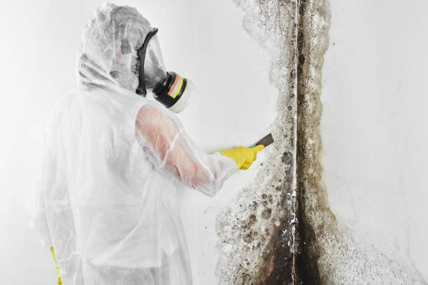 Attic Mold Removal in North Judson, IN
