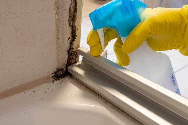 Best Professional Mold Removal  in North Judson, IN