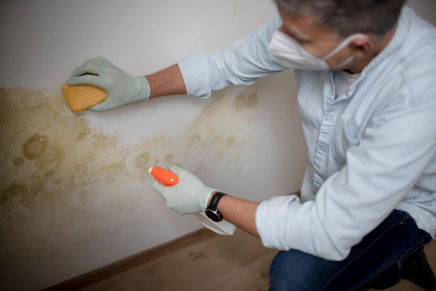 Best Attic Mold Removal  in North Judson, IN