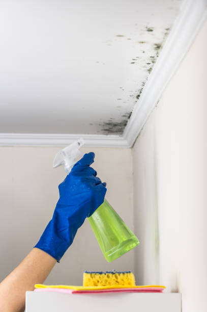 Best Professional Mold Removal  in North Judson, IN